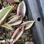 Agave Titanota Green Specter variegated