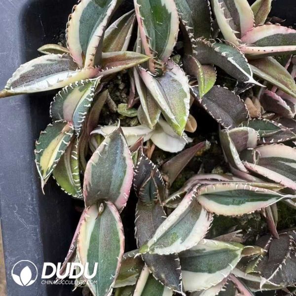 Agave Titanota Green Specter variegated - Image 2