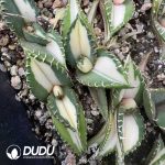 Agave Titanota 'White Fire' Mediopicta variegated