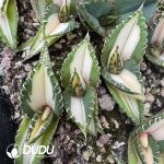 Agave Titanota 'White Fire' Mediopicta variegated - Image 2