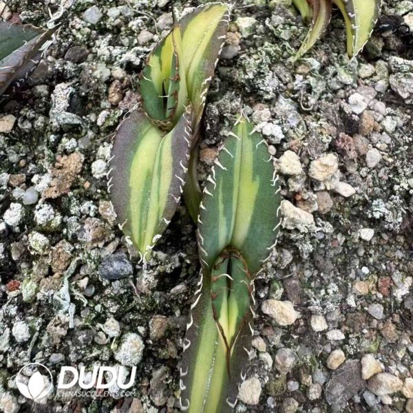 1756132181-e201-22-1.jpg Agave Titanota Mediopicta variegated - Image 1