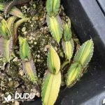 Agave Titanota Mediopicta variegated - Image 2