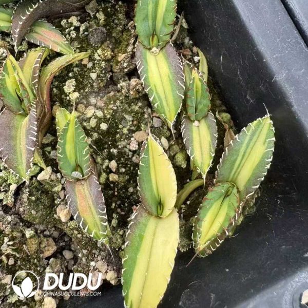 1756132182-e202-21-1.jpg Agave Titanota Mediopicta variegated - Image 2