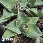 Agave Titanota Medusa