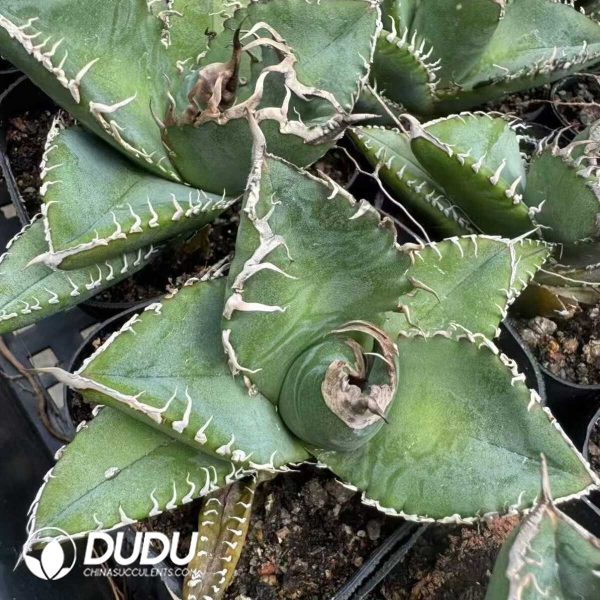 1756132184-e201-23-1.jpg Agave Titanota Medusa - Image 1