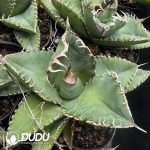 Agave Titanota Medusa - Image 2
