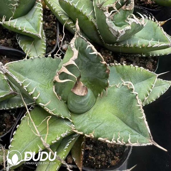 1756132185-e202-22-1.jpg Agave Titanota Medusa - Image 2