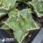 Agave Titanota 'White Thorn'