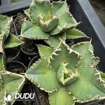 Agave Titanota 'White Thorn' - Image 2