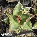 Agave Titanota 'Starry Sky'
