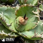 Agave Titanota 'Starry Sky' - Image 2