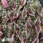 Agave Titanota Red Cat Variegated