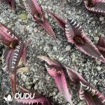 Agave Titanota Red Cat Variegated - Image 2