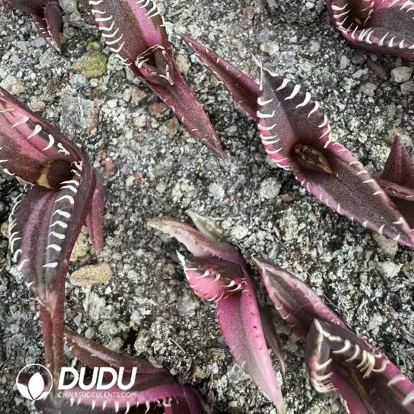 1756132203-e202-26-1.jpg Agave Titanota Red Cat Variegated - Image 2