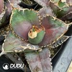 Agave Titanota King kong