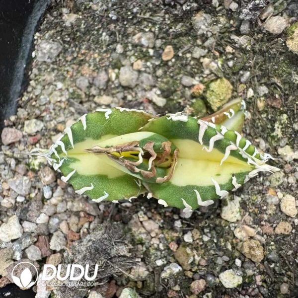 Agave titanota 'White Whale' marginata - Image 1