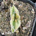 Agave titanota 'White Whale' marginata - Image 2