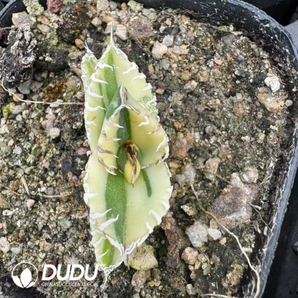 Agave titanota 'White Whale' marginata - Image 2