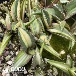 Agave Venom Variegated