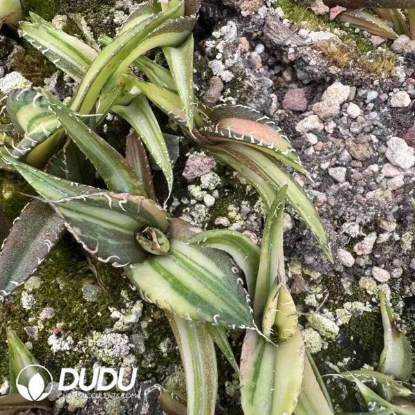 Agave Venom Variegated - Image 2