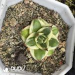 Agave A Type victoriae-reginae