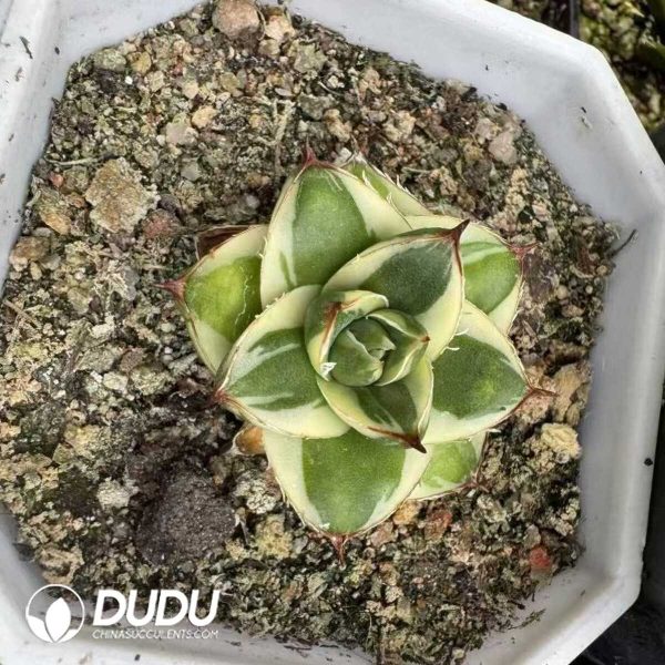 1756132214-e201-31-1.jpg Agave A Type victoriae-reginae - Image 1