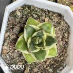 Agave A Type victoriae-reginae - Image 2