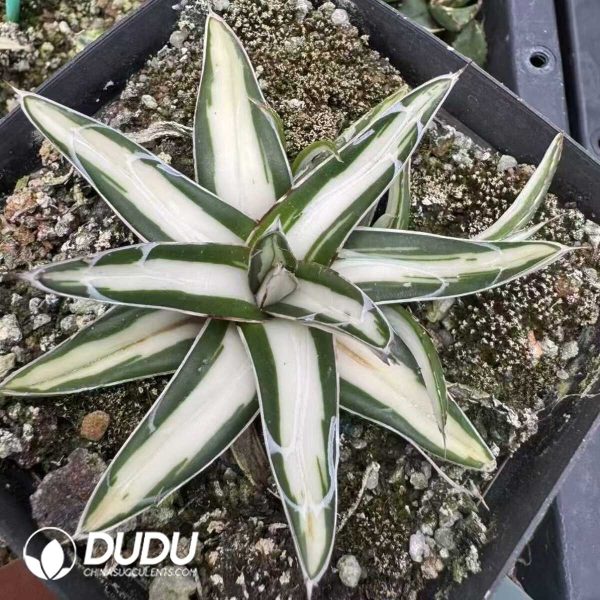 Agave Hedgehog Ice Blue Variegated - Image 1