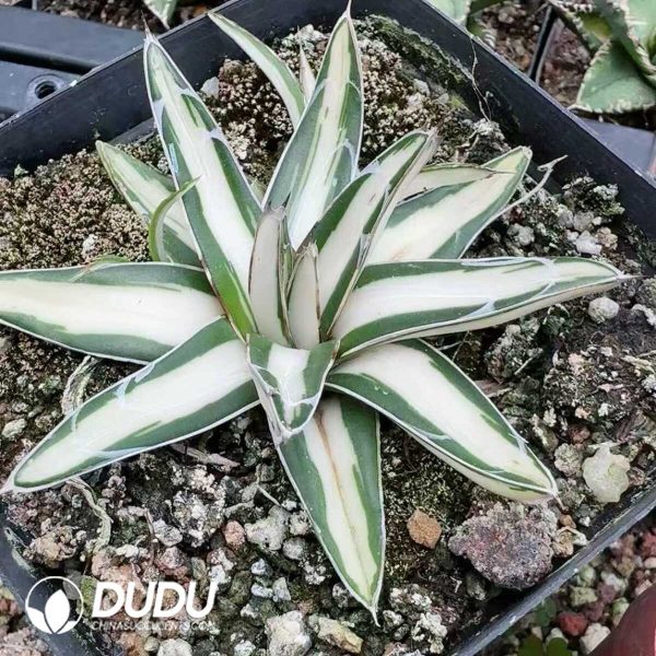 Agave Hedgehog Ice Blue Variegated - Image 2