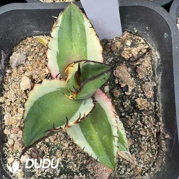 Agave 'Black Magic' Marginata Variegated - Image 1