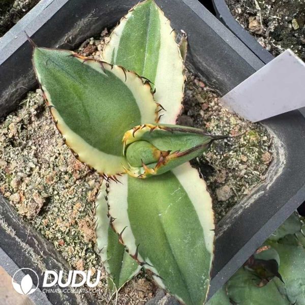 Agave 'Black Magic' Marginata Variegated - Image 2