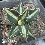 Agave 'Wolf' Variegated