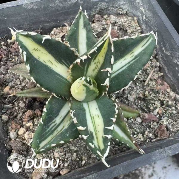 Agave 'Wolf' Variegated - Image 1