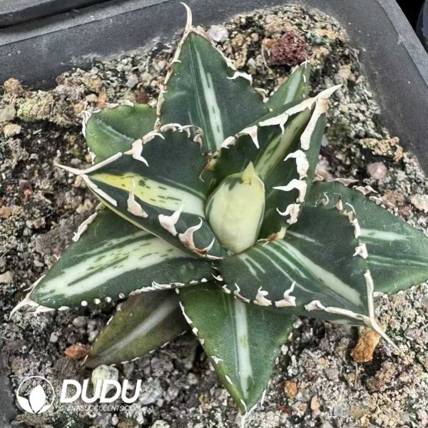 Agave 'Wolf' Variegated - Image 2