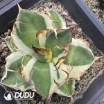 Agave potatorum 'Kisshoukan' variegated