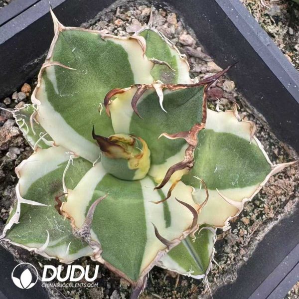 Agave potatorum 'Kisshoukan' variegated - Image 1