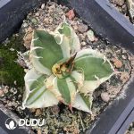 Agave potatorum 'Kisshoukan' variegated - Image 2