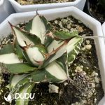 Agave "Porcelain White Centered Variegated"