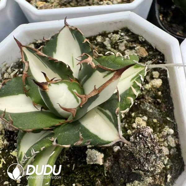 1756132229-e201-36-1.jpg Agave "Porcelain White Centered Variegated" - Image 1