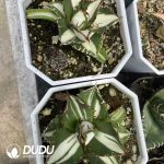 Agave "Porcelain White Centered Variegated" - Image 2