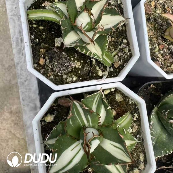 1756132231-e202-35.jpg Agave "Porcelain White Centered Variegated" - Image 2