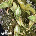 Agave White thorn Variegated