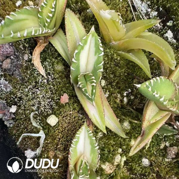 Agave White thorn Variegated - Image 1