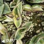 Agave White thorn Variegated - Image 2