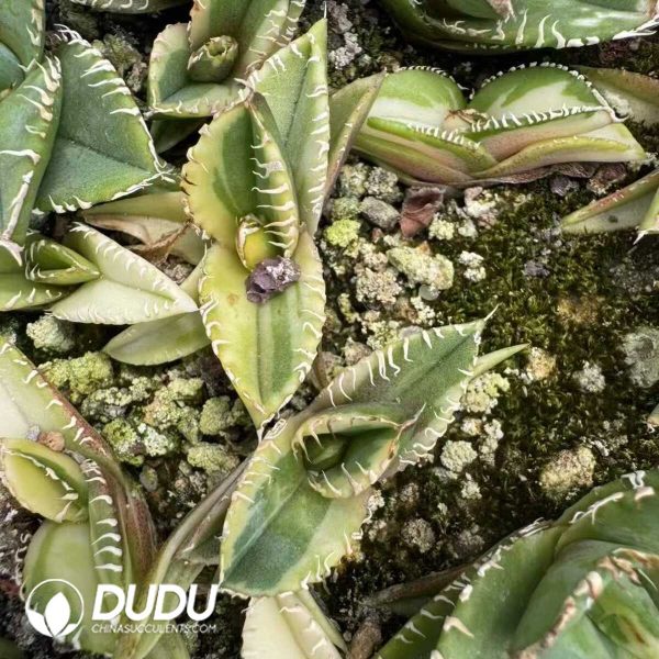 Agave White thorn Variegated - Image 2