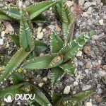 Agave titanota 'Hail'Exclusive