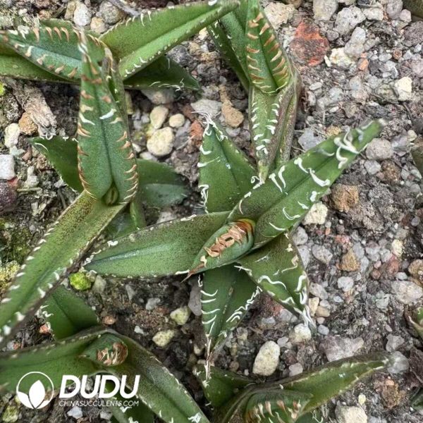 1756132235-e201-38-1.jpg Agave titanota 'Hail'Exclusive - Image 1