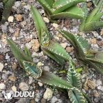 Agave titanota 'Hail'Exclusive - Image 2