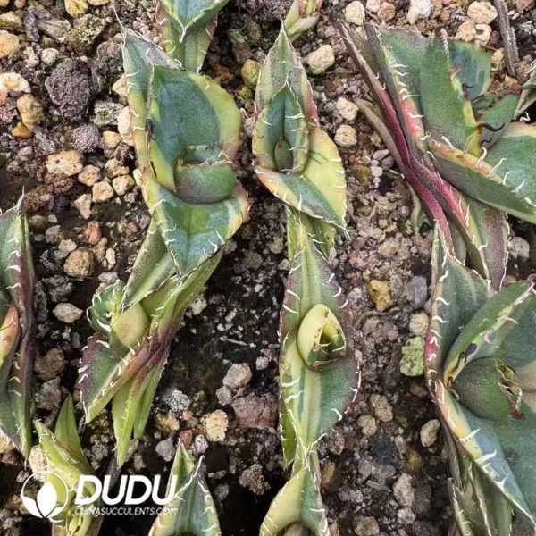 Agave titanota Brave Troops Variegated - Image 1