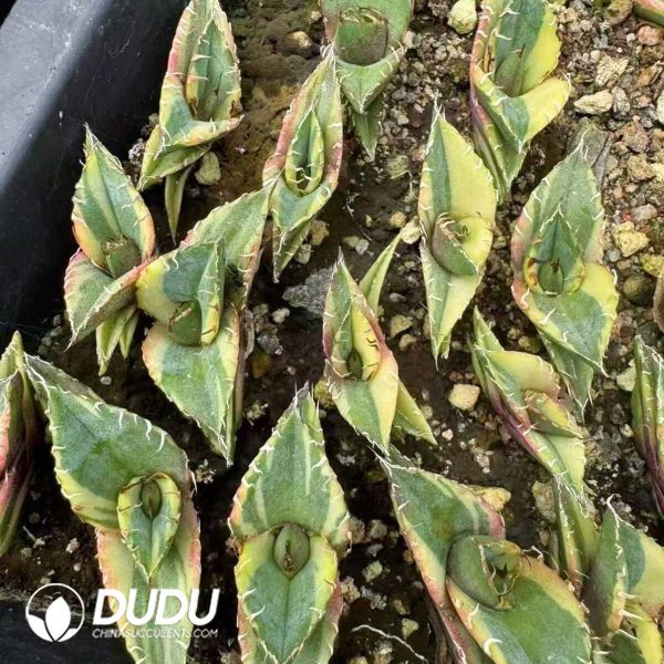 Agave titanota Brave Troops Variegated - Image 2